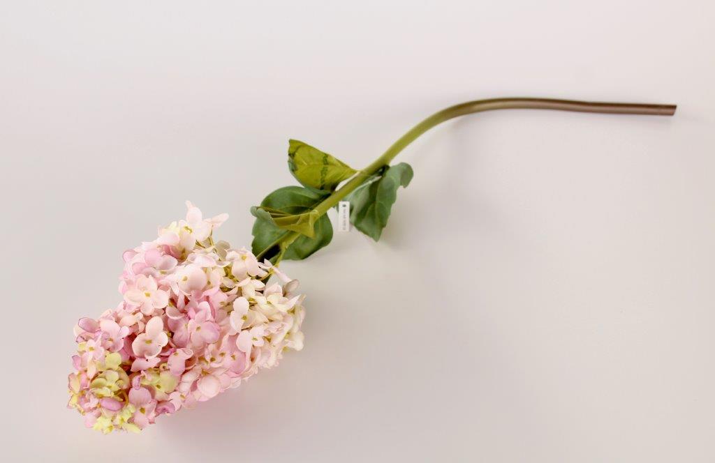 Pink Paniculata Hydrangea